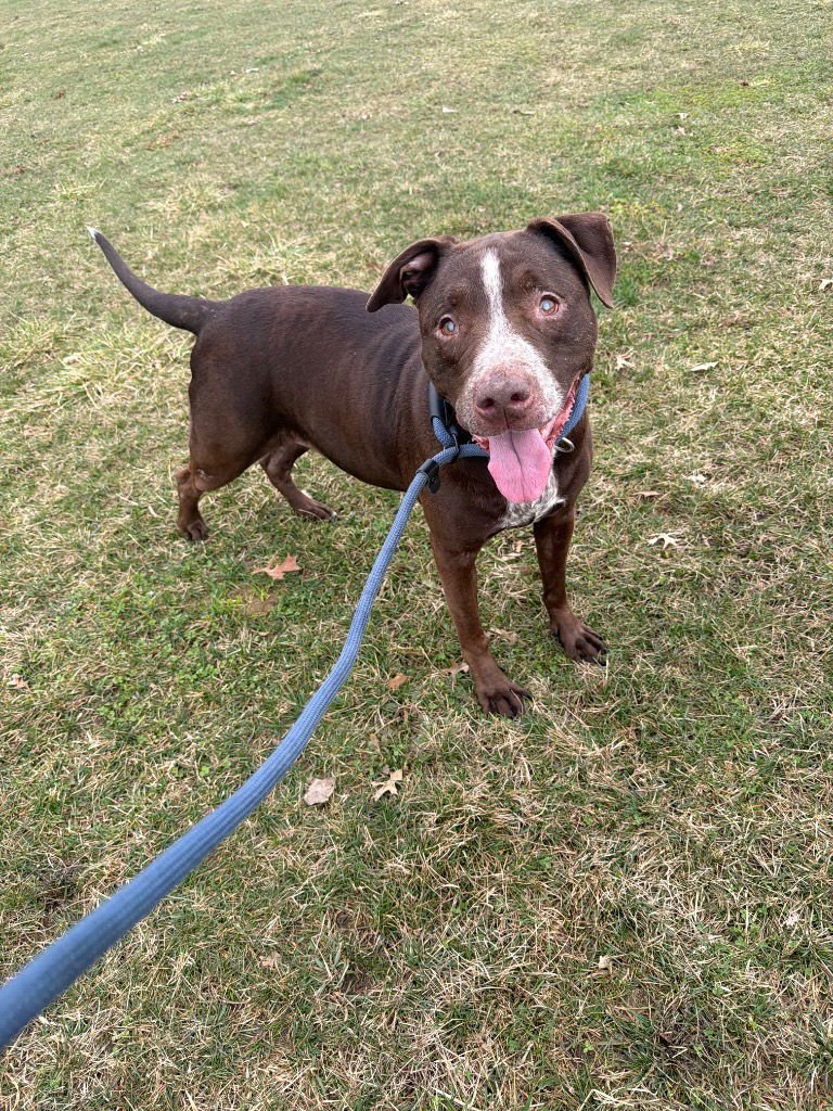 Ariat - BLIND - Photo 2