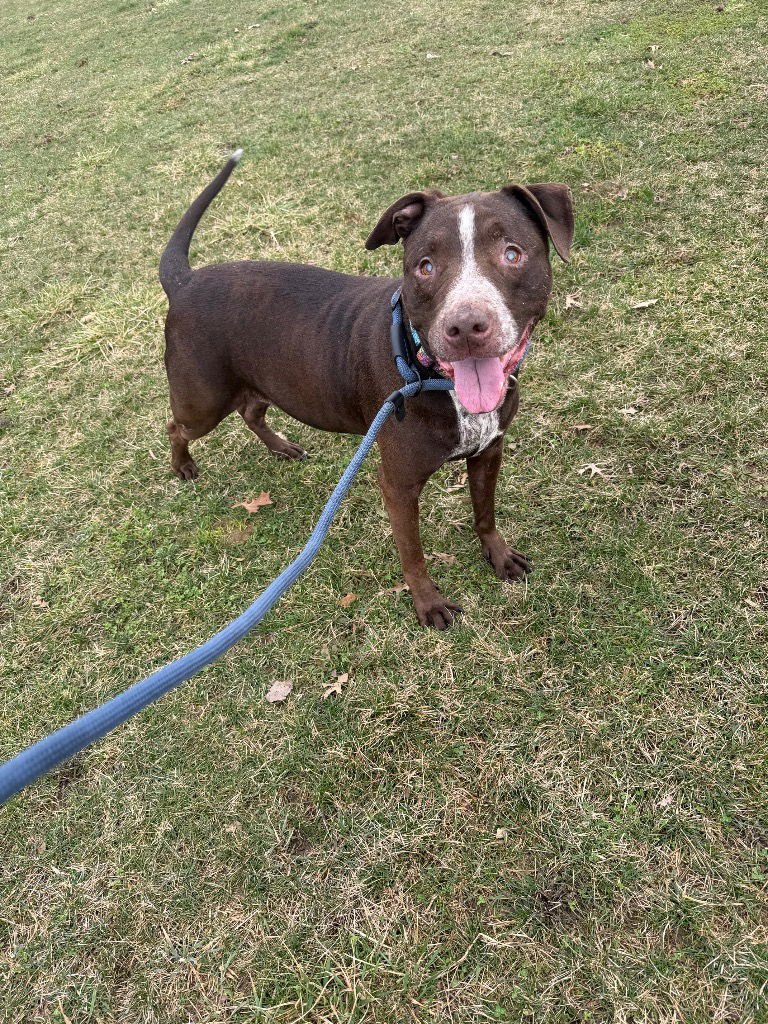 Ariat - BLIND - Photo 3