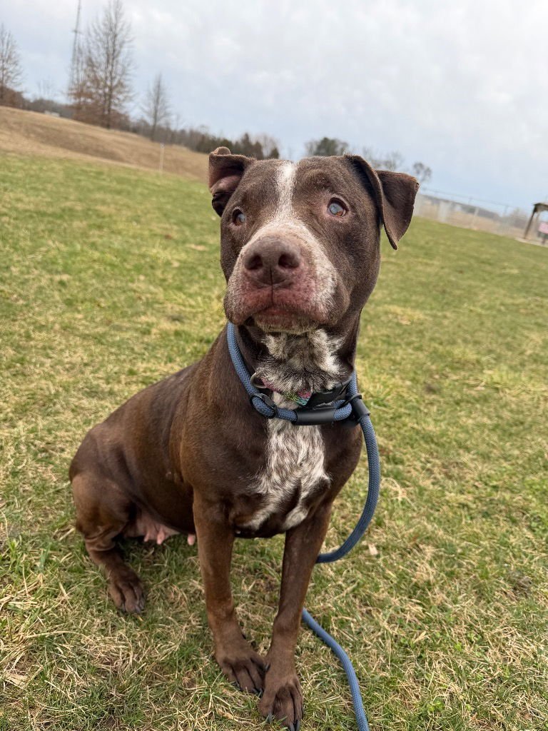 Ariat - BLIND - Photo 4