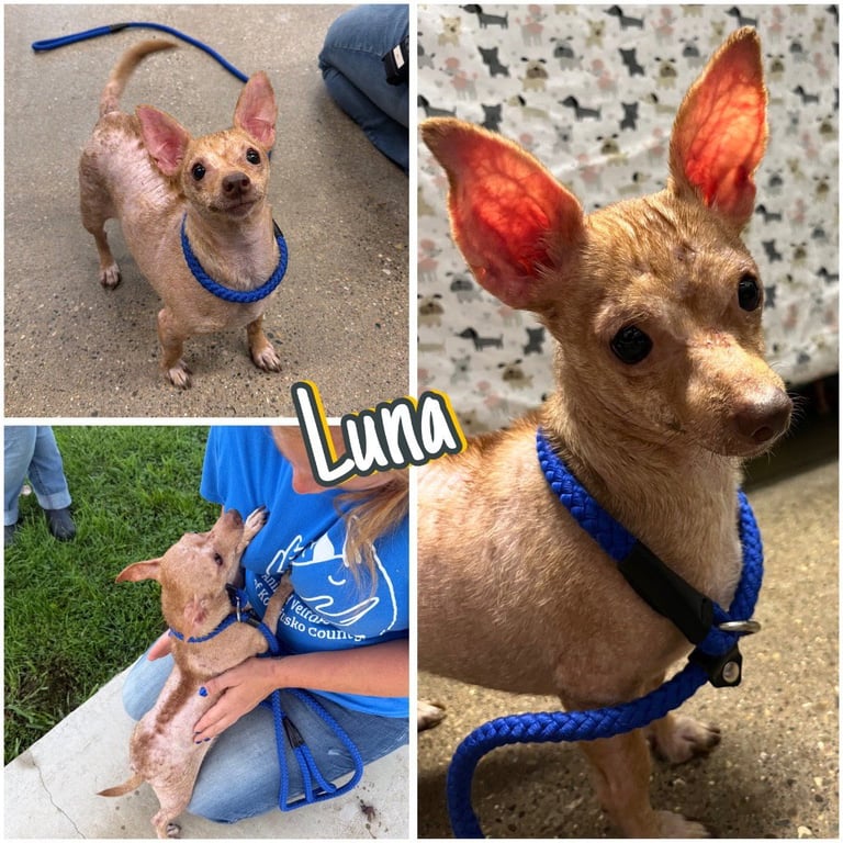 Luna Image