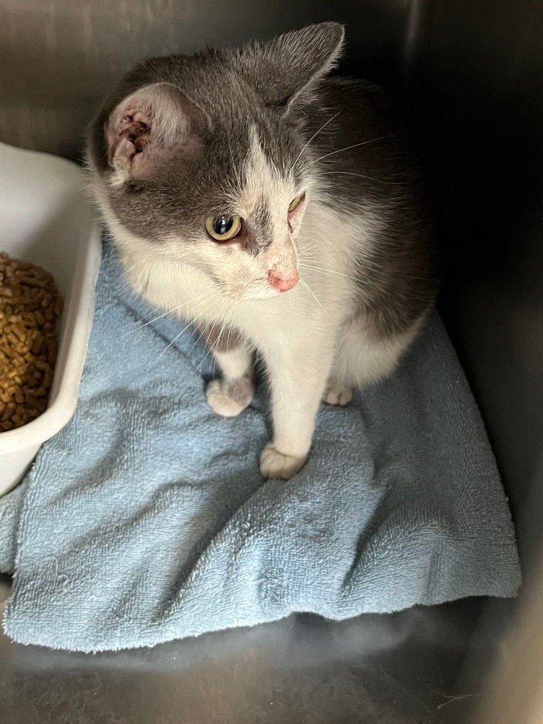 HYACINTH - FEE WAIVED - Domestic Short Hair available for adoption