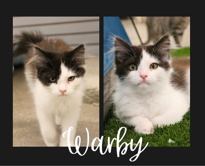 WARBY - Domestic Long Hair available for adoption