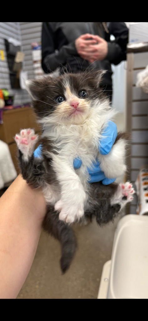 WARBY - Domestic Long Hair available for adoption