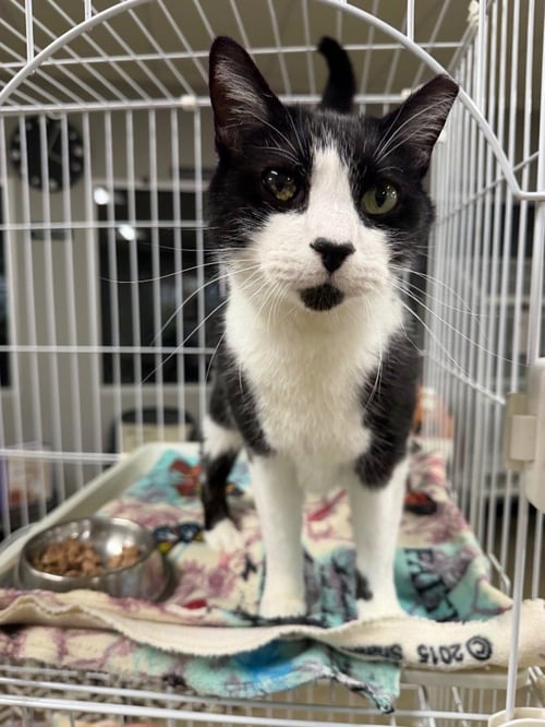 MILO - Domestic Short Hair available for adoption