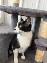 Milo - Photo 3