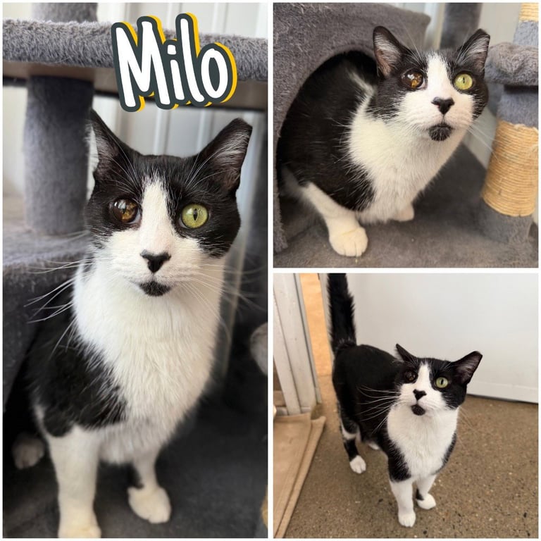 Milo Image