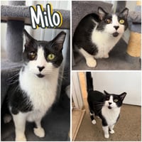 Milo - Photo 1