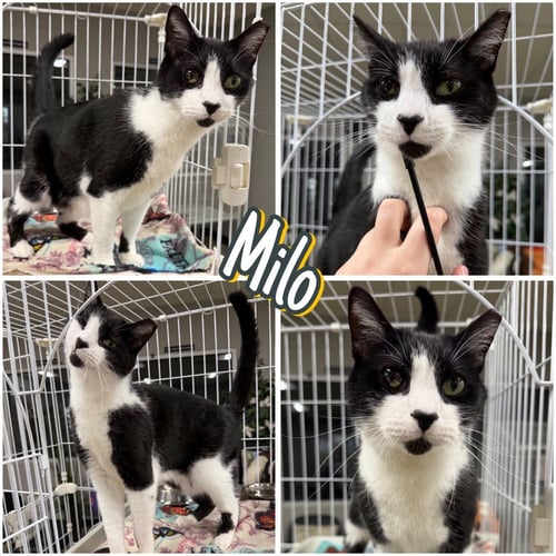 MILO - Domestic Short Hair available for adoption