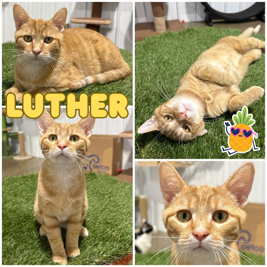 LUTHER - Domestic Short Hair available for adoption