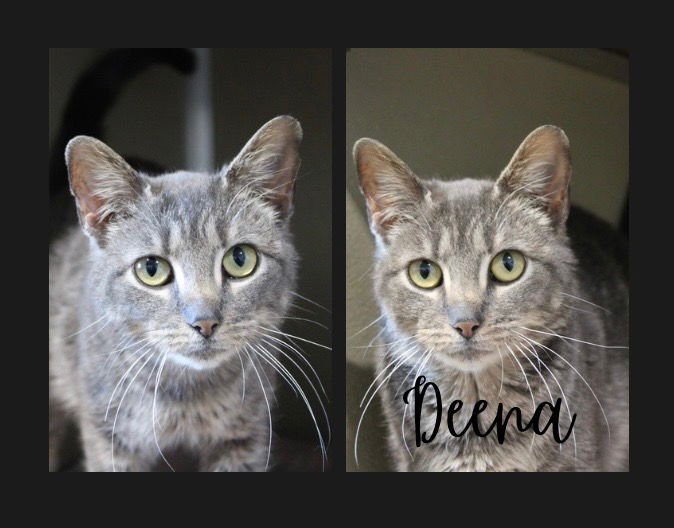DEENA - Domestic Short Hair available for adoption