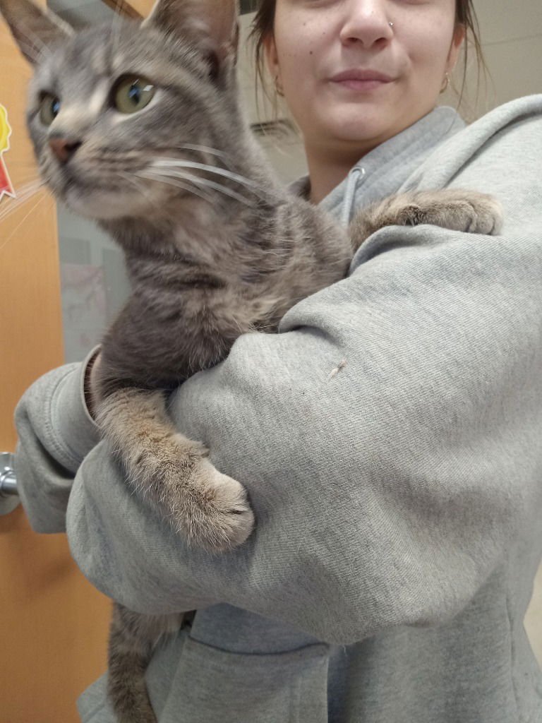 DEENA - Domestic Short Hair available for adoption