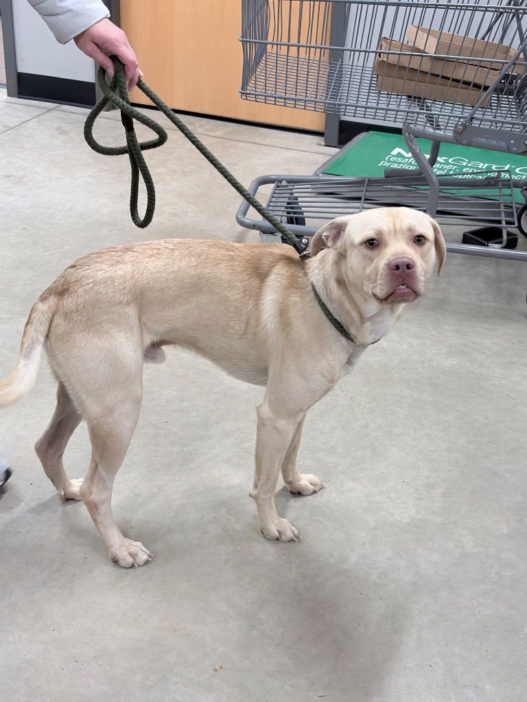 ZEUS - Labrador Retriever / American Staffordshire Terrier available for adoption