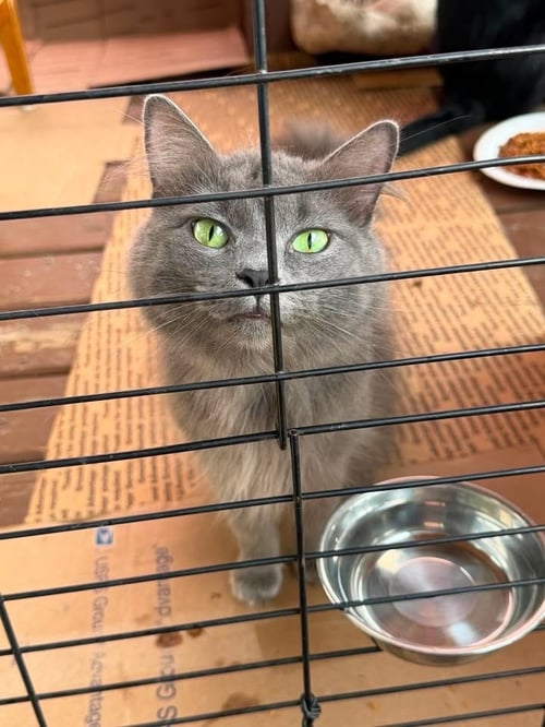 PONCHO - Domestic Long Hair available for adoption