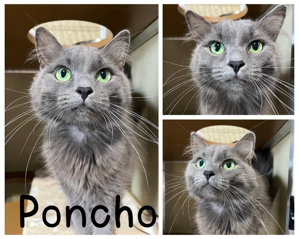 Poncho Image