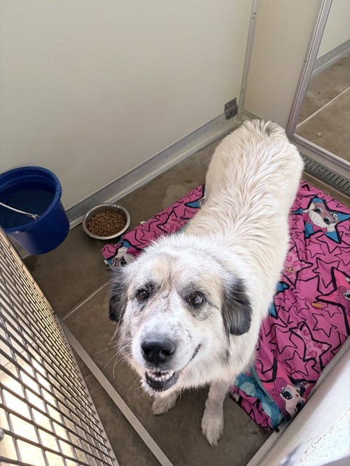 GENEVIEVE - Great Pyrenees available for adoption