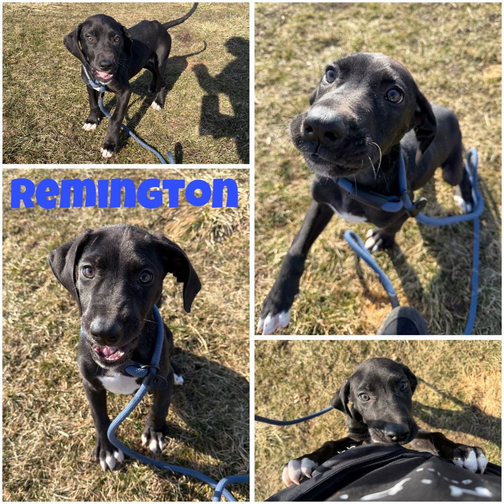 REMINGTON - Labrador Retriever available for adoption