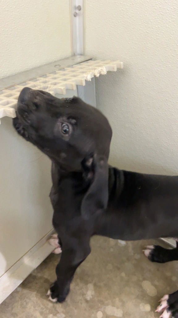 REMINGTON - Labrador Retriever available for adoption