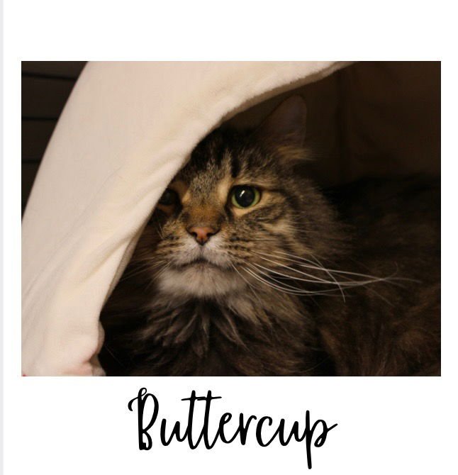 BUTTERCUP - Domestic Medium Hair available for adoption
