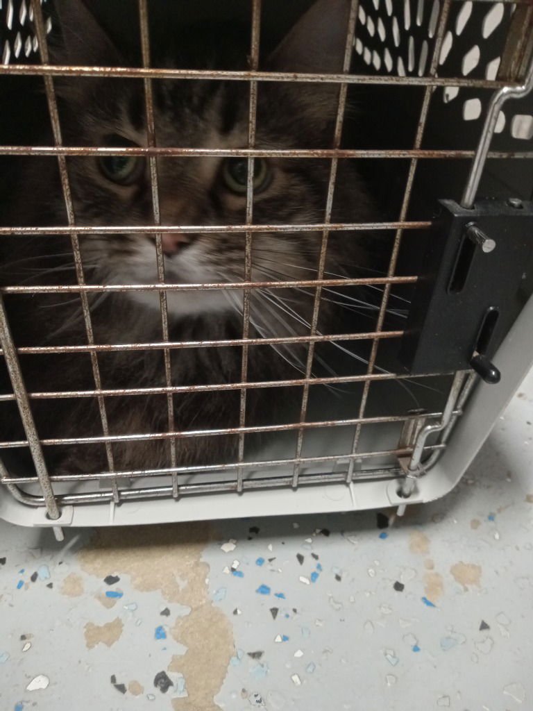 BUTTERCUP - Domestic Medium Hair available for adoption