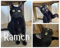 Ramen- retired momma - Photo 3