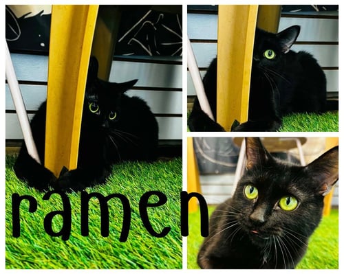RAMEN- RETIRED MOMMA - Domestic Short Hair available for adoption