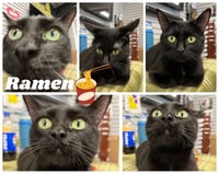 Ramen- retired momma - Photo 1