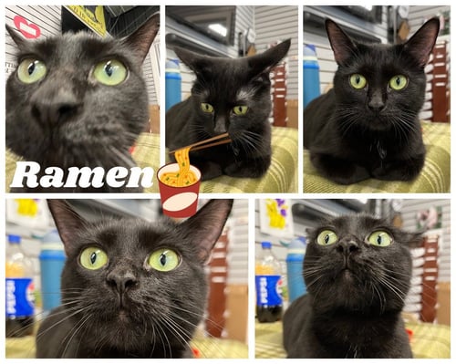 RAMEN- RETIRED MOMMA - Domestic Short Hair available for adoption