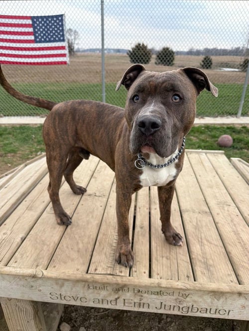 KRATOS - American Staffordshire Terrier available for adoption