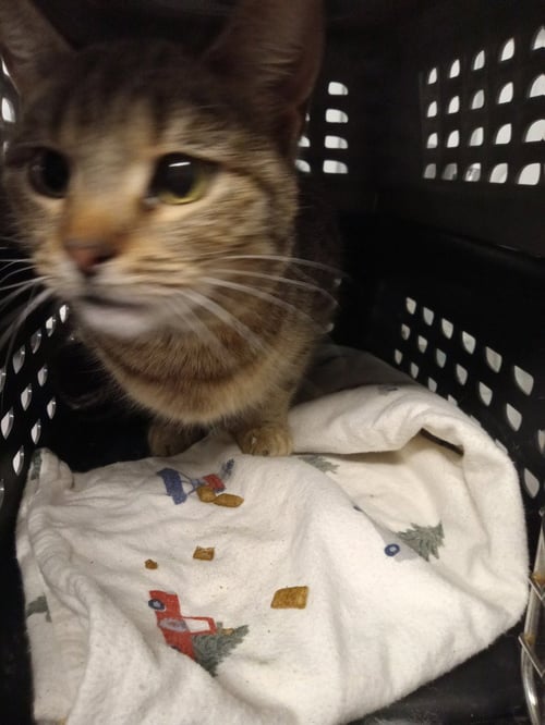 PHOEBE - Domestic Short Hair available for adoption
