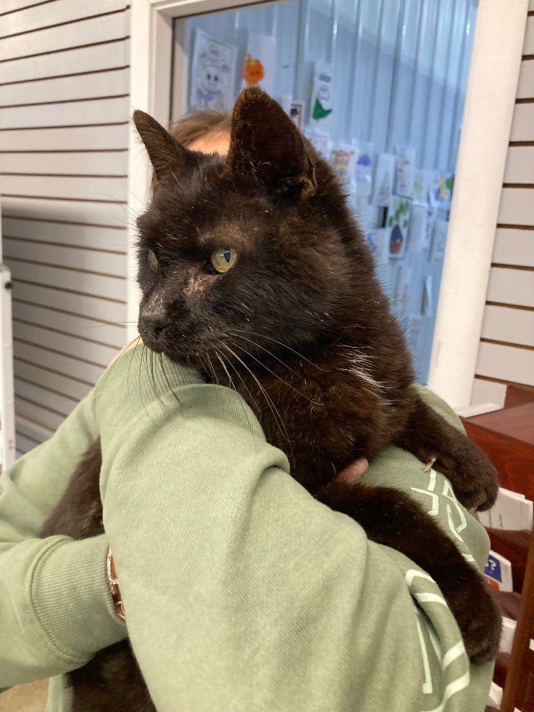 GUMBY - Domestic Short Hair available for adoption