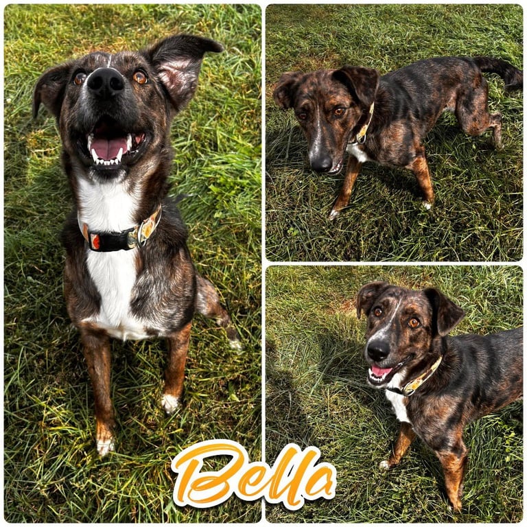 Bella Image