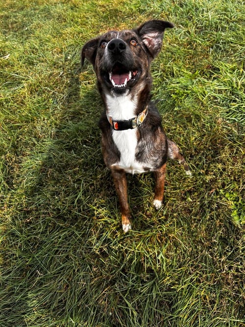 BELLA - Australian Shepherd available for adoption