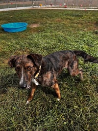 Bella - Photo 3