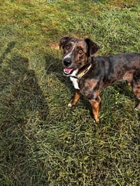 Bella - Photo 4