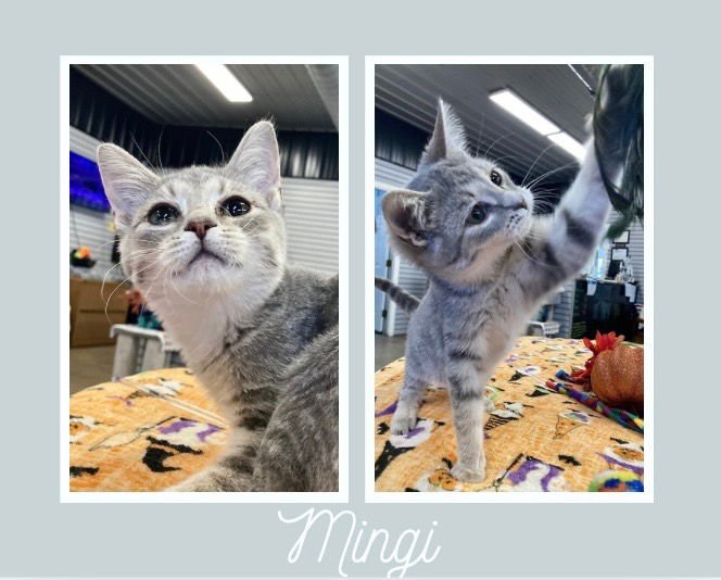 MINGI - Domestic Short Hair available for adoption