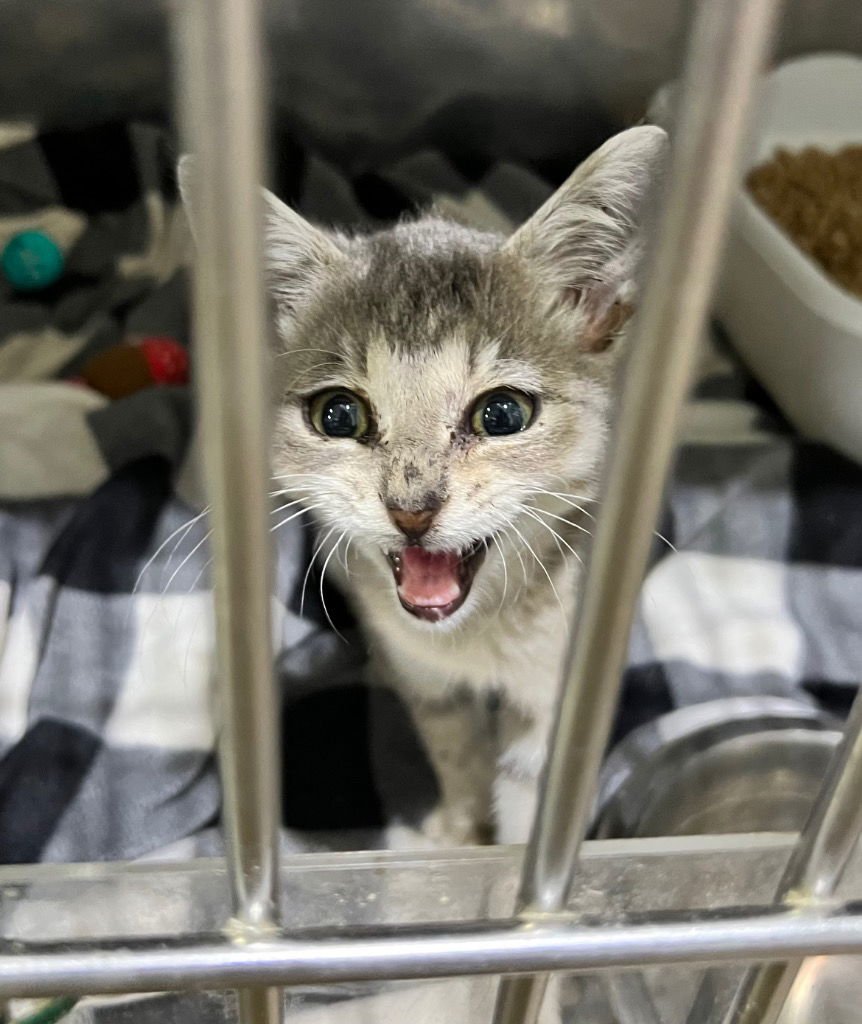 MINGI - Domestic Short Hair available for adoption