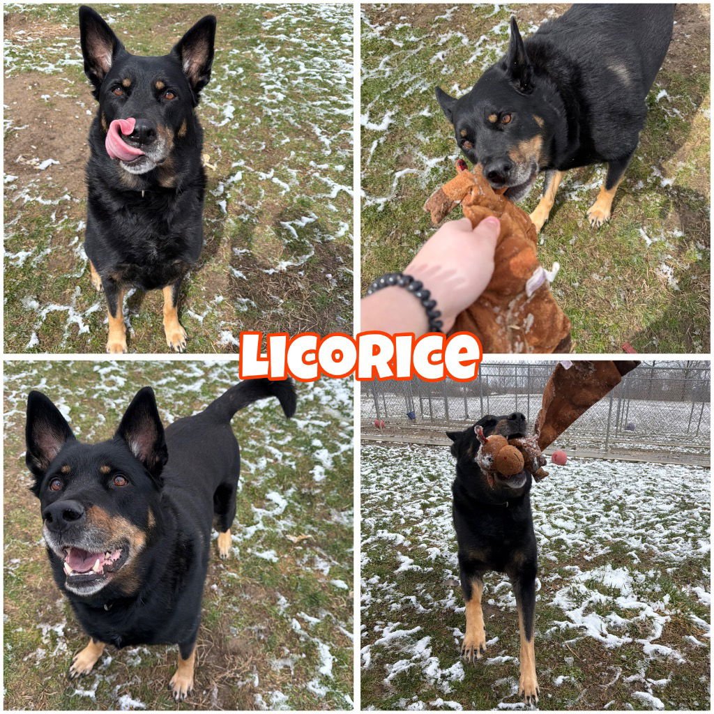 LICORICE - Shepherd for adoption in Fort Wayne