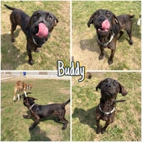 Buddy - Photo 1
