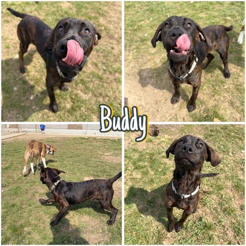 BUDDY - Labrador Retriever / American Staffordshire Terrier available for adoption