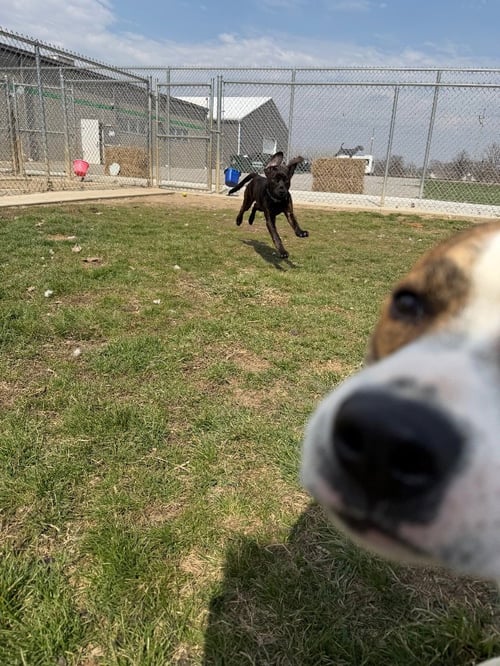 BUDDY - Labrador Retriever / American Staffordshire Terrier available for adoption