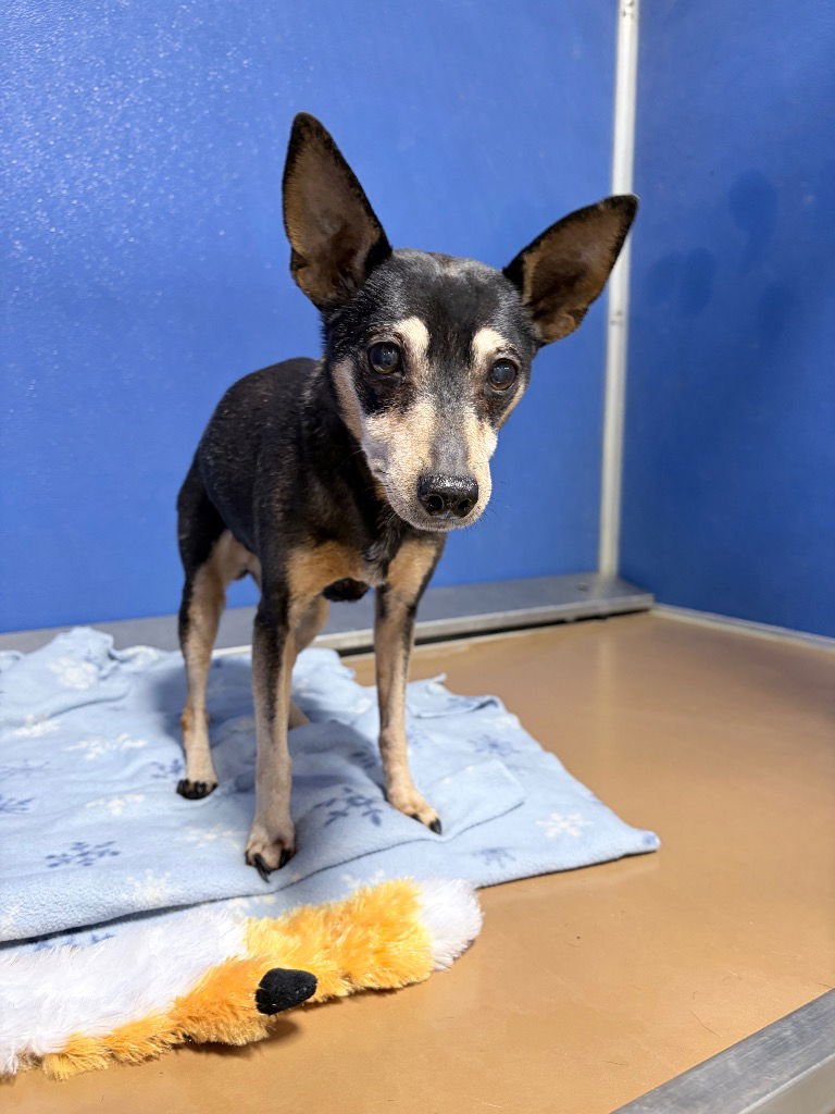 MACEY - Chihuahua available for adoption