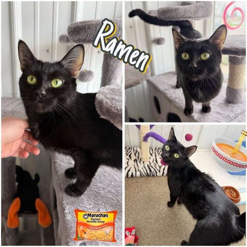 RAMEN - Domestic Short Hair available for adoption