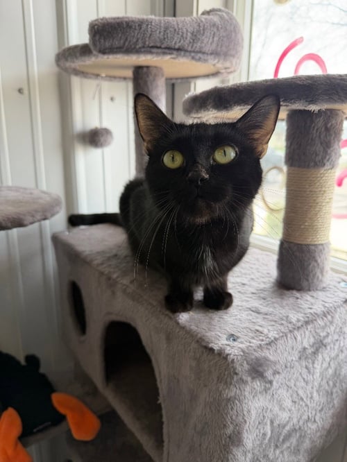 RAMEN - Domestic Short Hair available for adoption