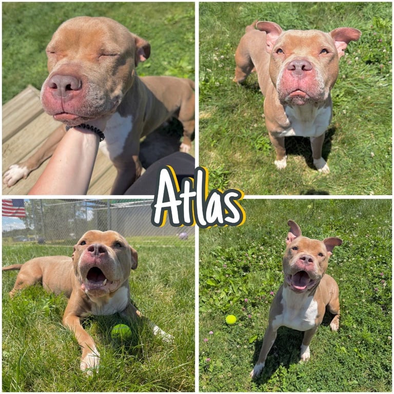 Atlas Image