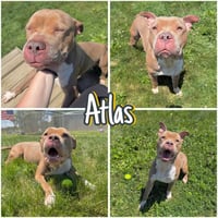 Atlas - Photo 1
