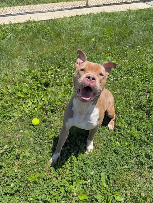 ATLAS - American Staffordshire Terrier available for adoption