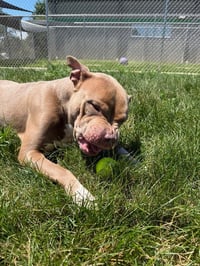 Atlas - Photo 4