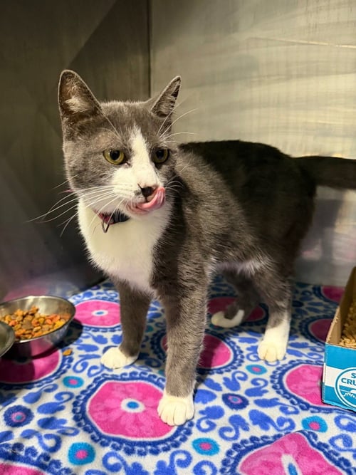 PIGEON - Domestic Short Hair available for adoption