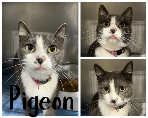 PIGEON - Domestic Short Hair available for adoption
