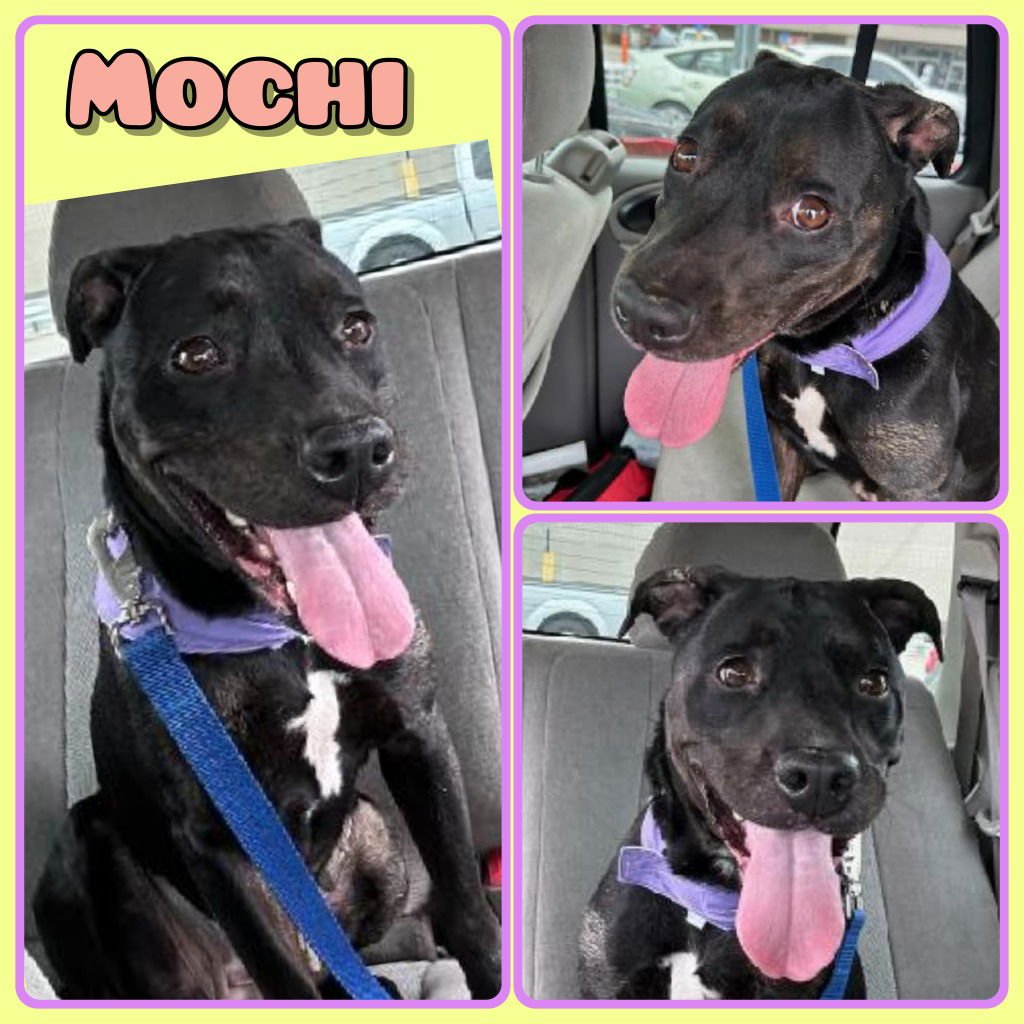 MOCHI - American Staffordshire Terrier available for adoption